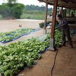 nettoyage-bananes-laos