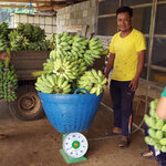 recolte-pesee-bananes-laos