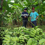 recolte-bananes-laos