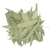 feuille-d-eucalyptus-entiere-eucalyptus-globulus