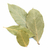 feuilles-de-laurier