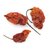 piment-bhut-jolokia-entier