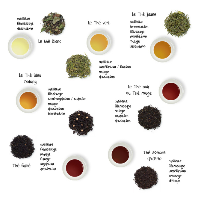 Les étapes de fabrication du thé blanc, noir ou vert