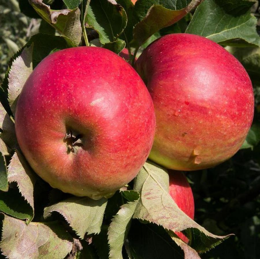 POMMIER JONAGOLD Web (Traité 900px)