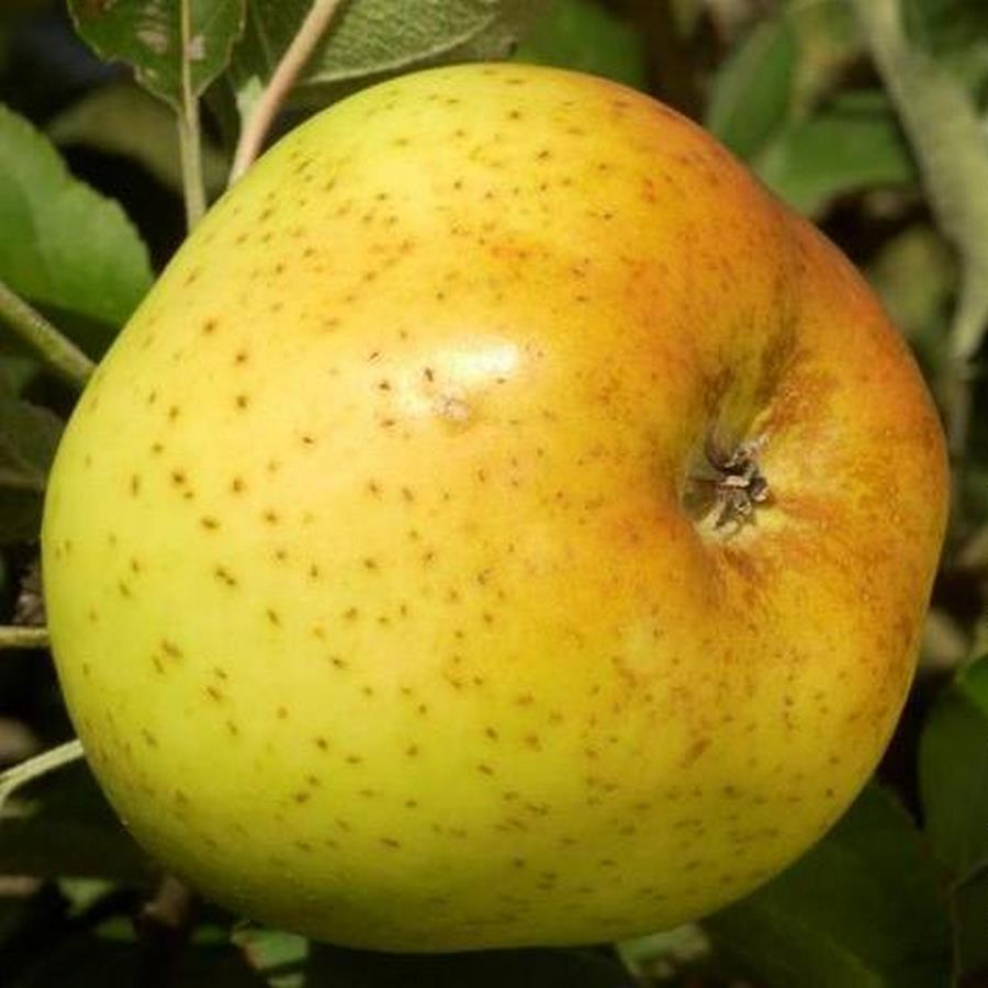 POMMIER REINETTE CLOCHARD Web 2 (Traité 900px)