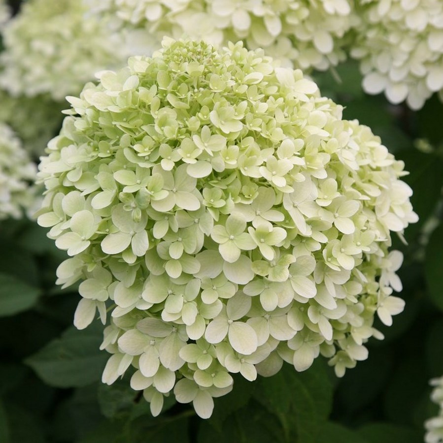 Hydrangea LIMELIGHT Web (Traité 900px)