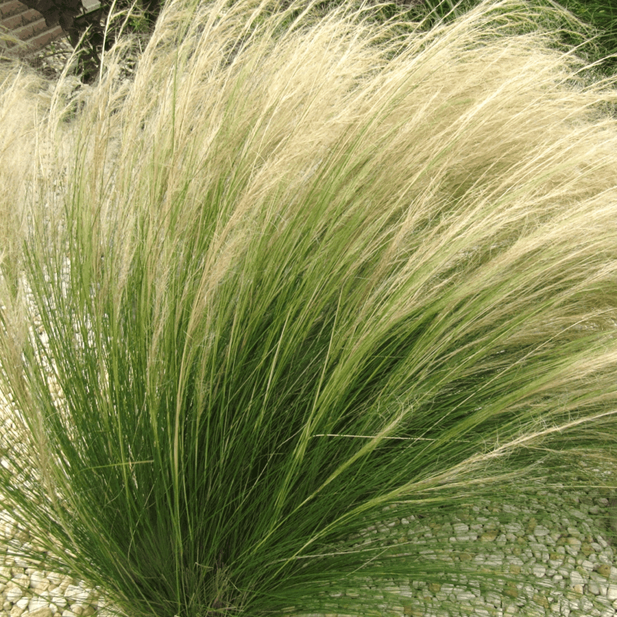 Stipa PONY TAILS Web (Traité 900px)