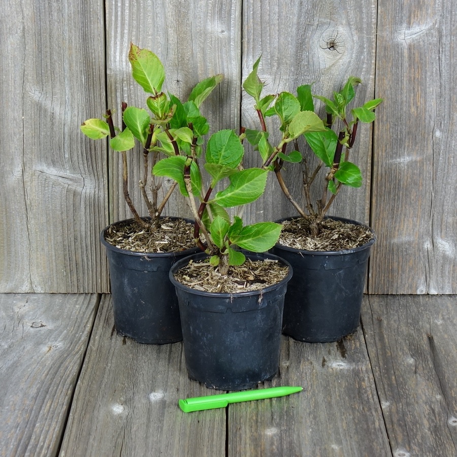 MACROPHYLLA X3 (Traité 900px)