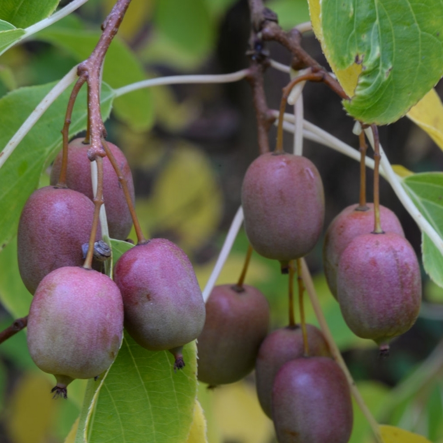 Kiwi KEN'S RED Femelle (Traité 900px)
