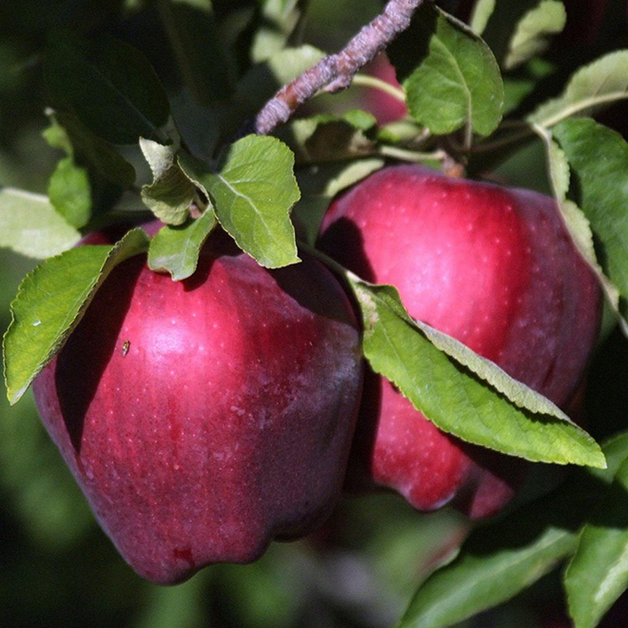 POMMIER RED DELICIOUS (Copier)