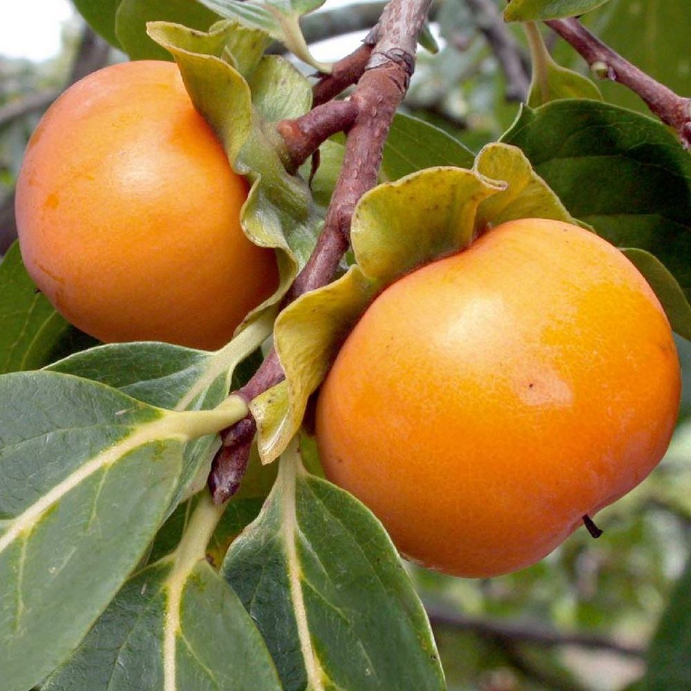 Plaqueminier  Kaki - Arbre fruitier ✿ Pépinière Ferriere Fleurs