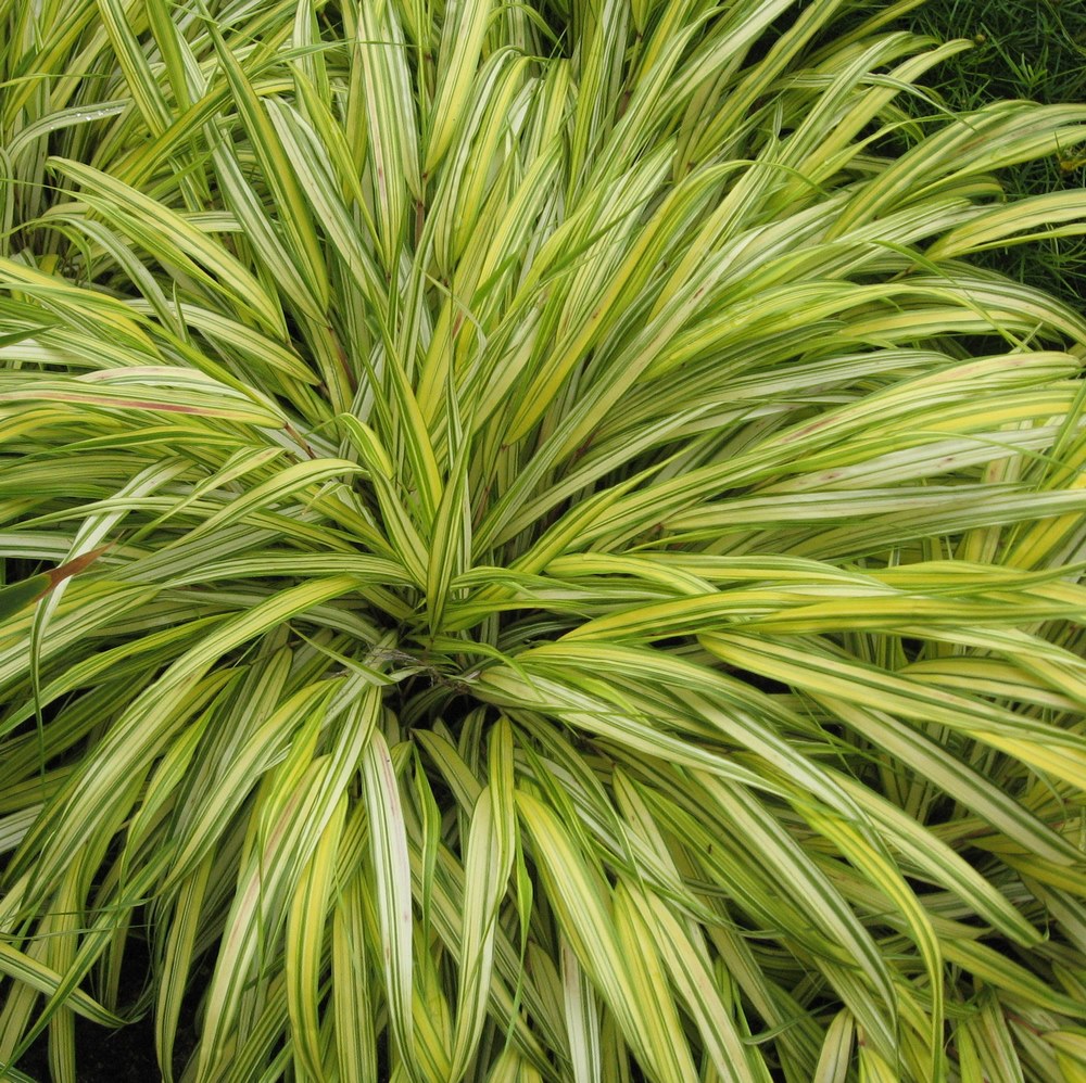 HAKONECHLOA AUREOLA 2 (Traité 1000px)