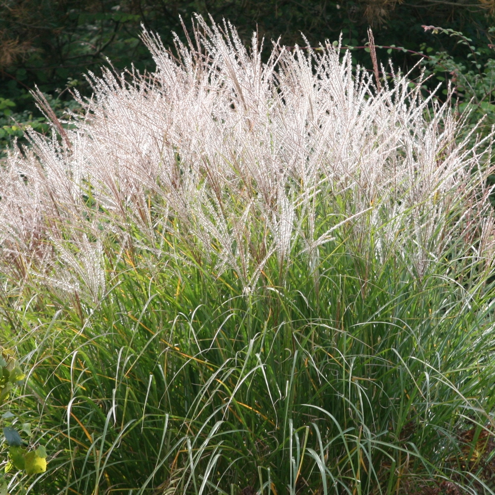 MISCANTHUS KLEINE SILBERSPINNE 5 (Traité 1000px)