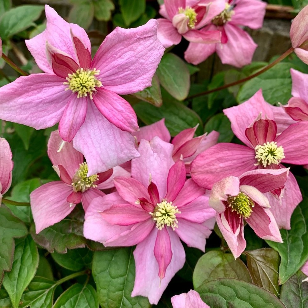 CLEMATITE BROUGHTON STAR (Traité 1000px)