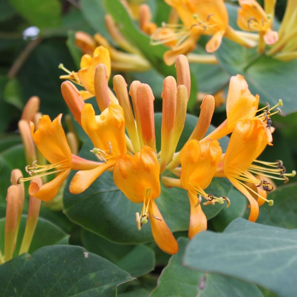 LONICERA TELLMANIANA (Traité 1000px)