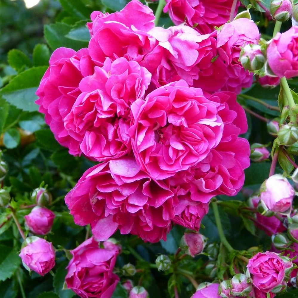 Rosier EXCELSA (1000px)
