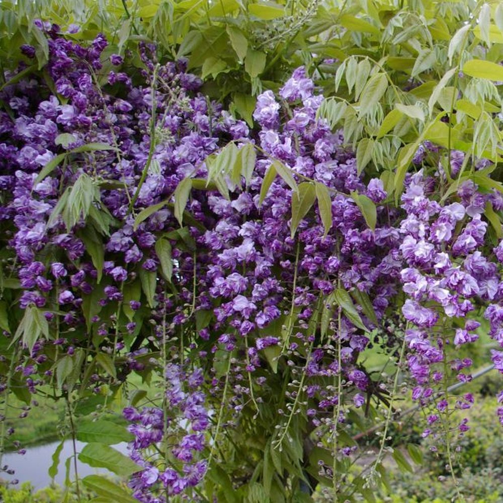 Glycine du Japon floribunda - Achat direct au producteur