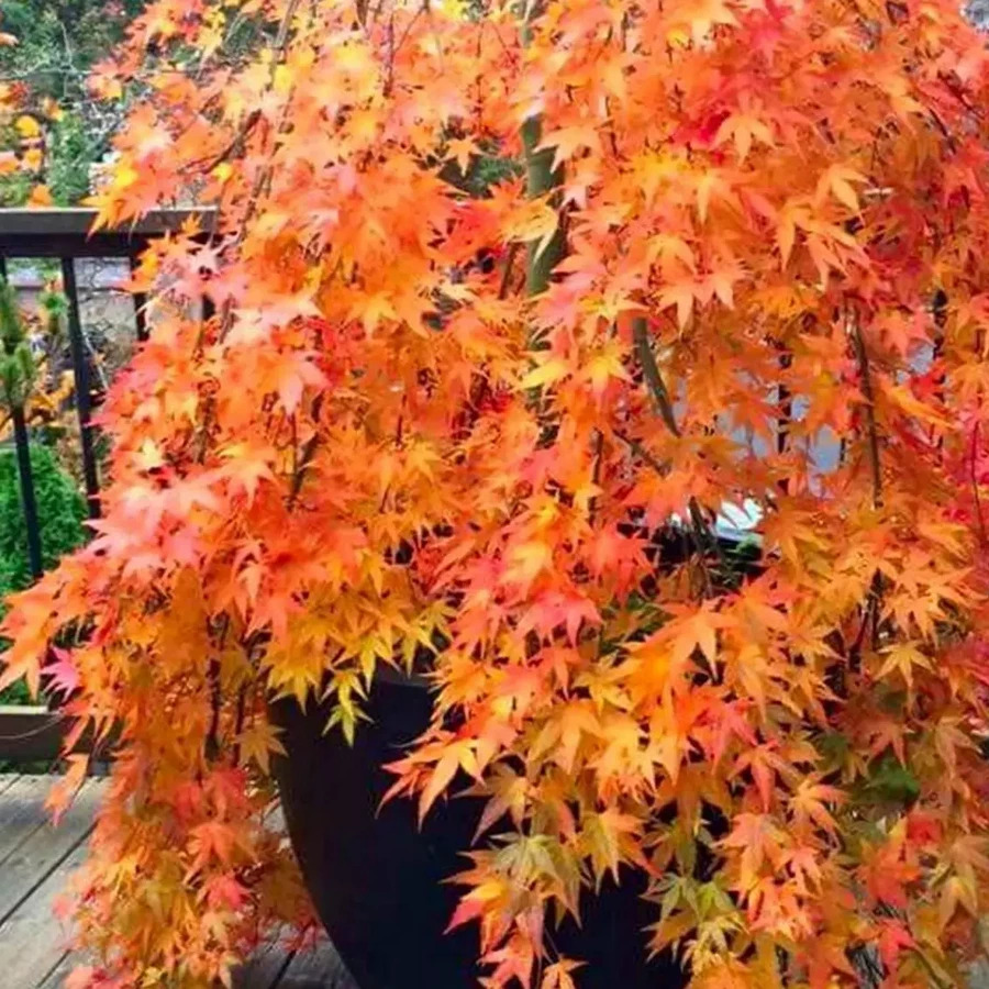 CASCADE-GOLD-W-2.jpg