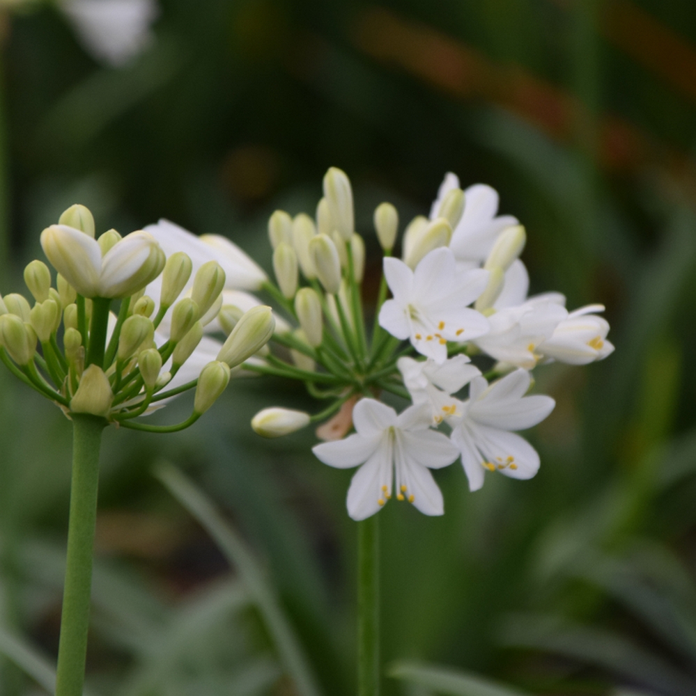 AGAPANTHE EVER WHITE 3 W (1000px)