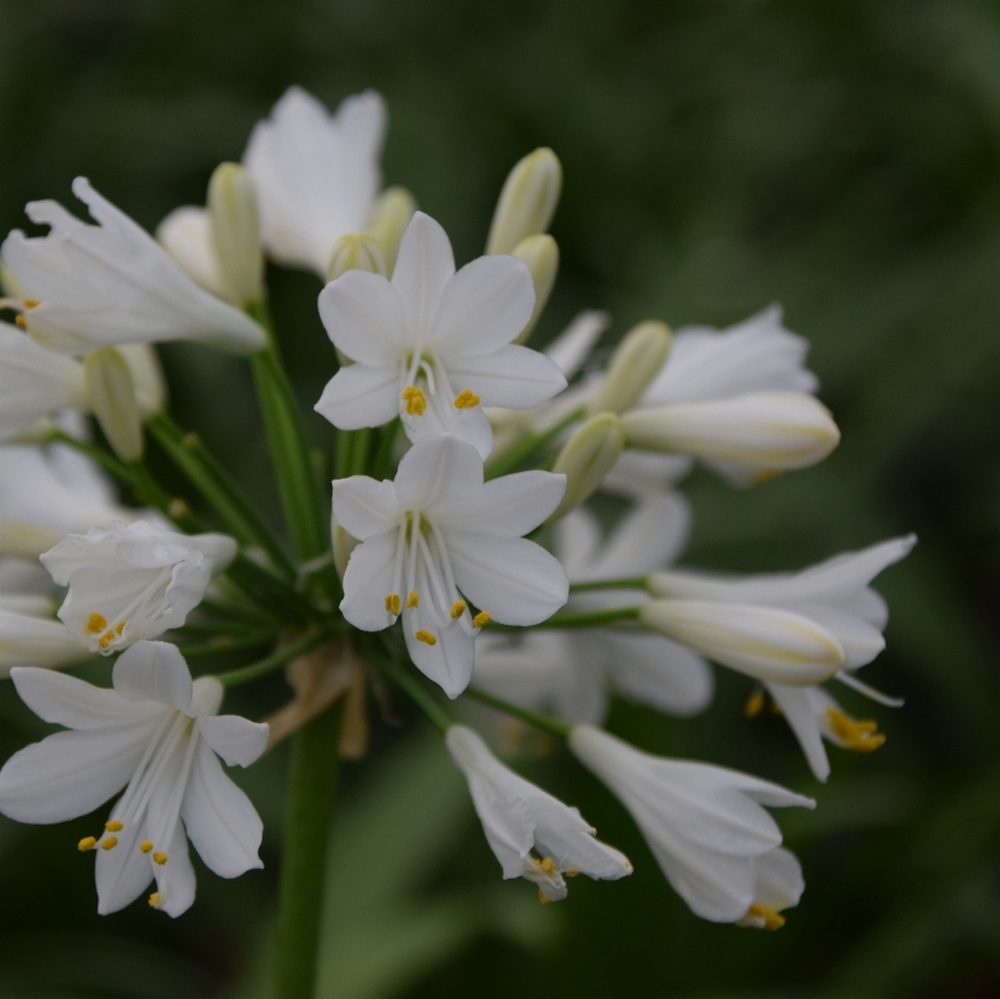 AGAPANTHE EVER WHITE W (1000px)