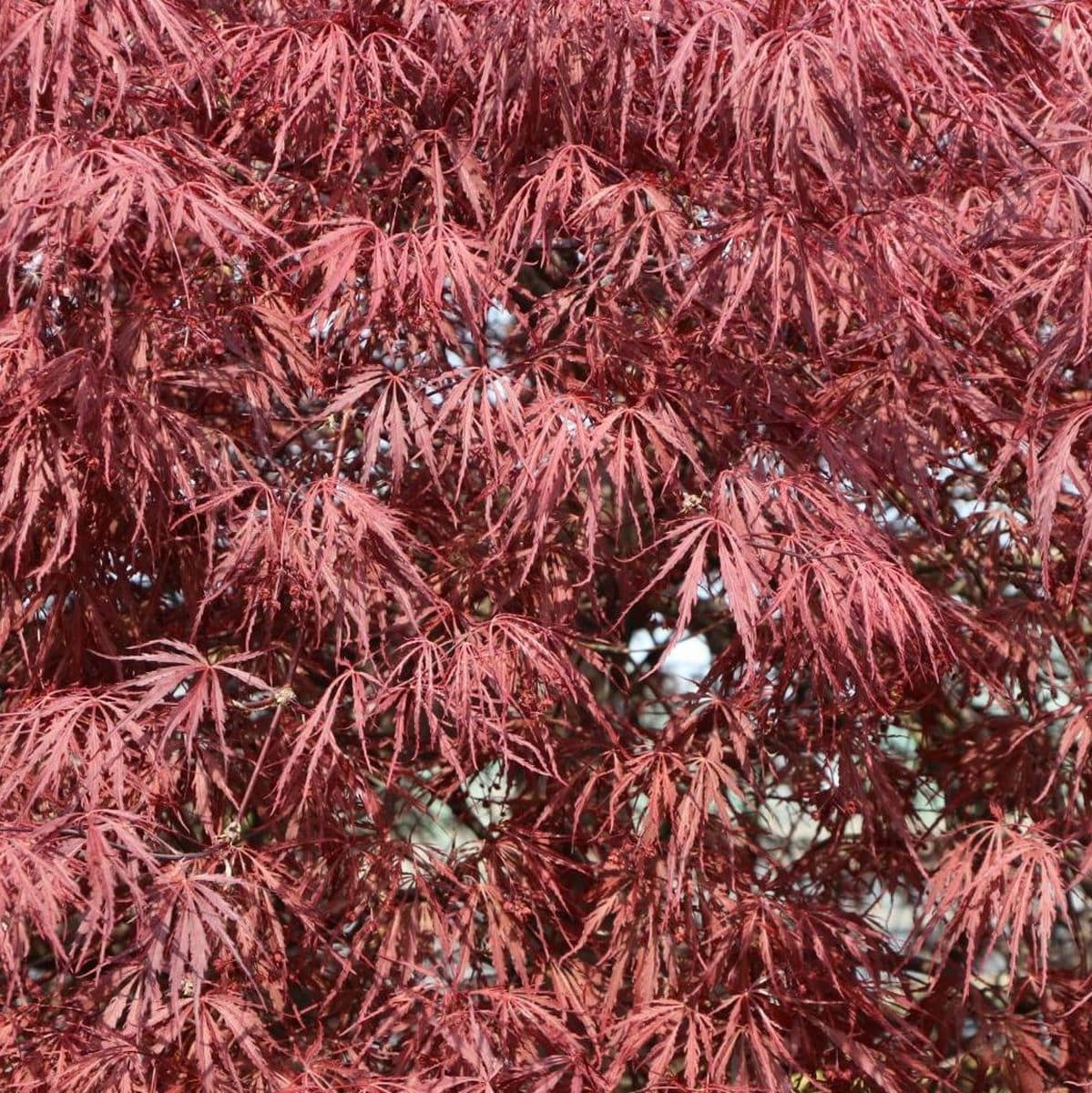 ACER PALMATUM TAMUKEYAMA W4-min