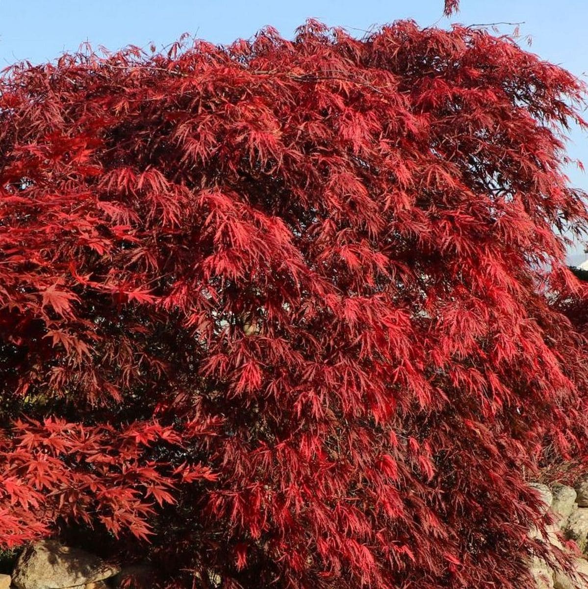 ACER PALMATUM TAMUKEYAMA W2-min