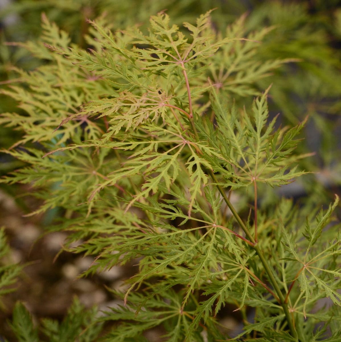 ACER PALMATUM GREEN GLOBE W4-min