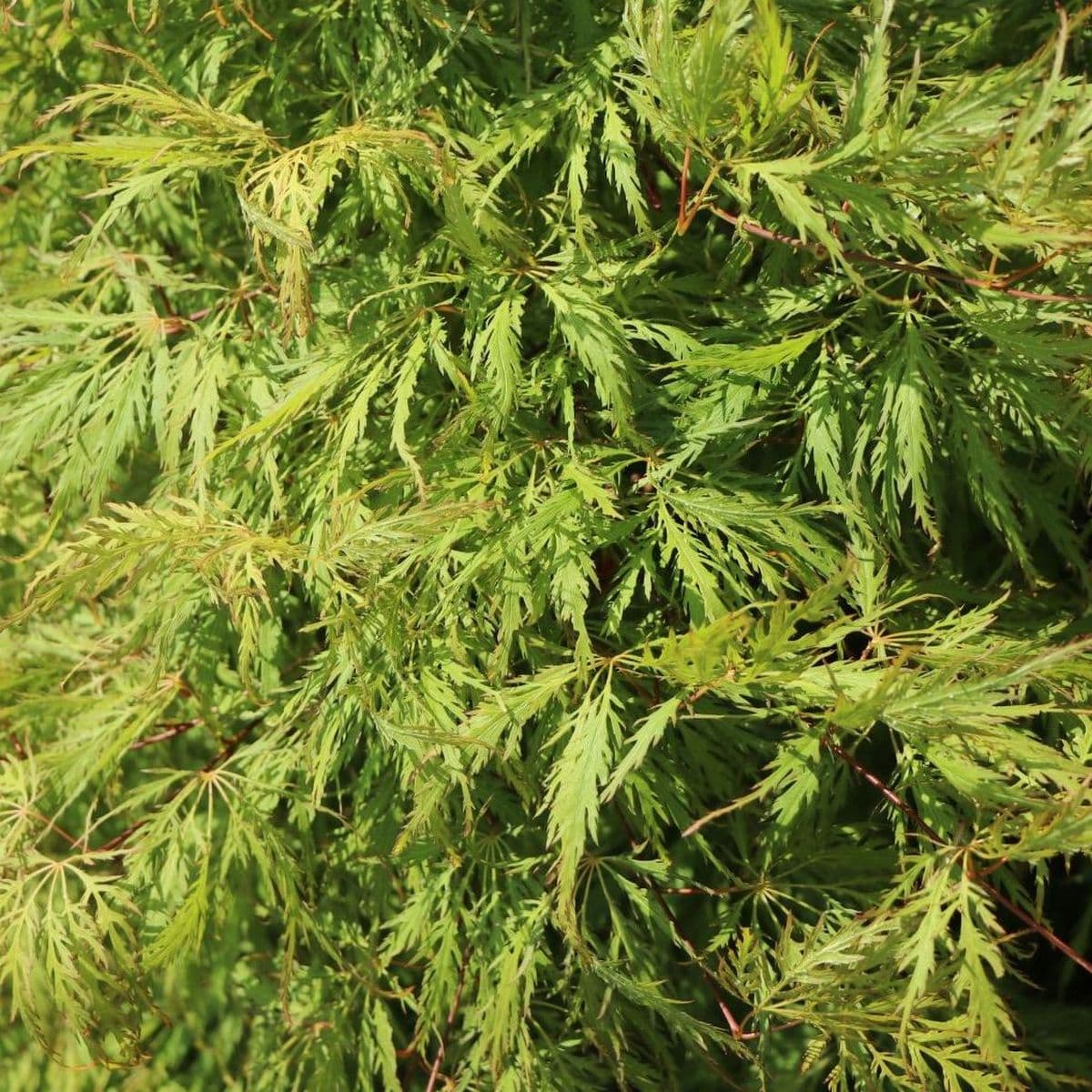 ACER PALMATUM GREEN GLOBE W5-min