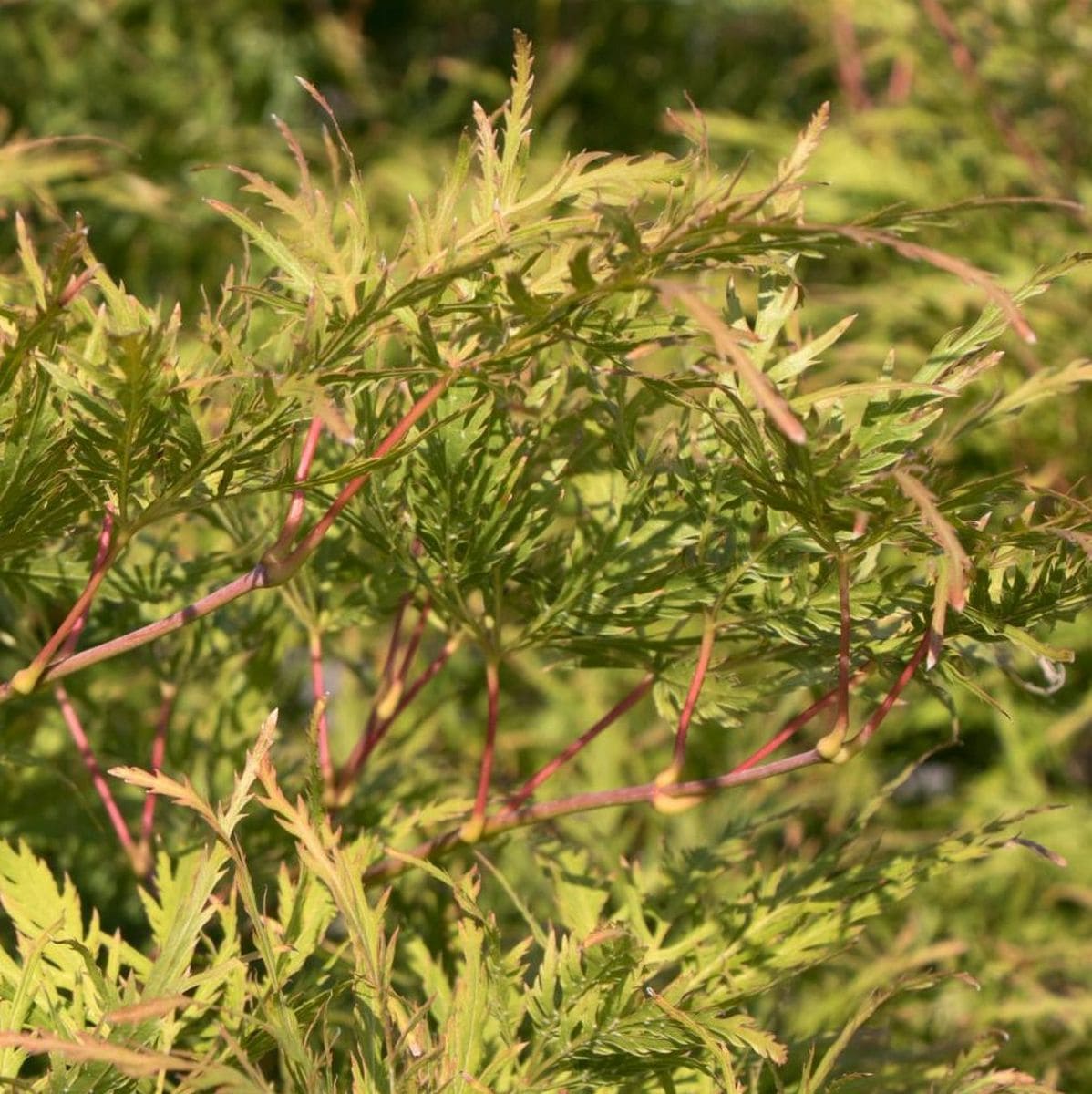 ACER PALMATUM GREEN GLOBE W2-min