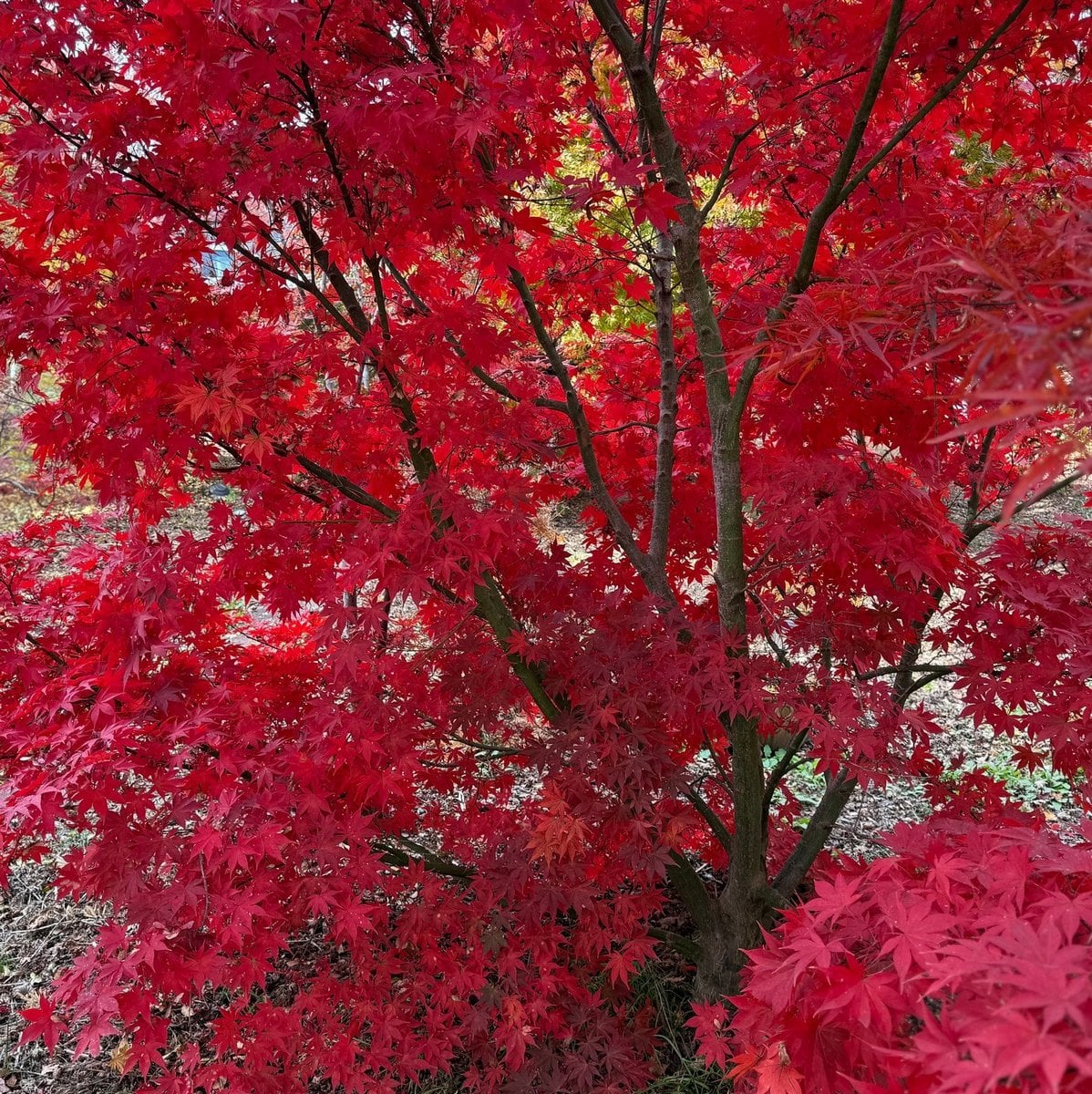 ACER PALMATUM OSAKAZUKI W3-min