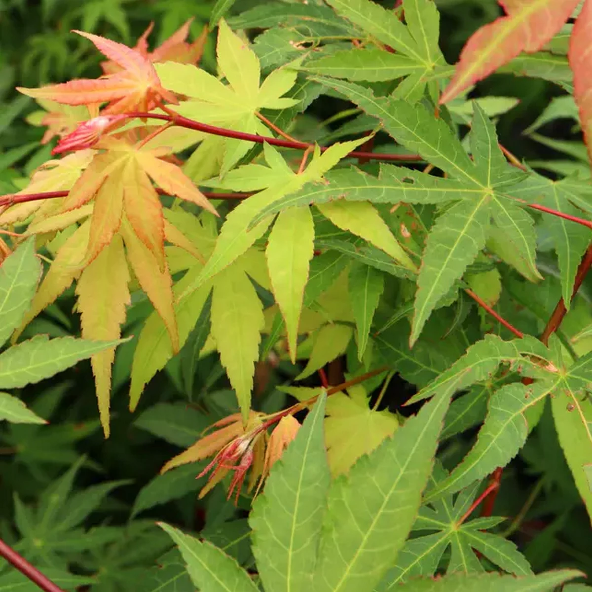ACER PALMATUM OSAKAZUKI W4.jpg-min