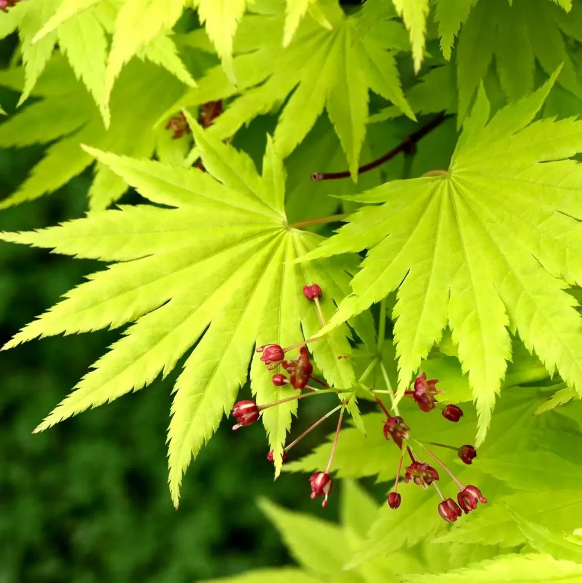 ACER SHIRASAWANUM JORDAN W2.jpg-min