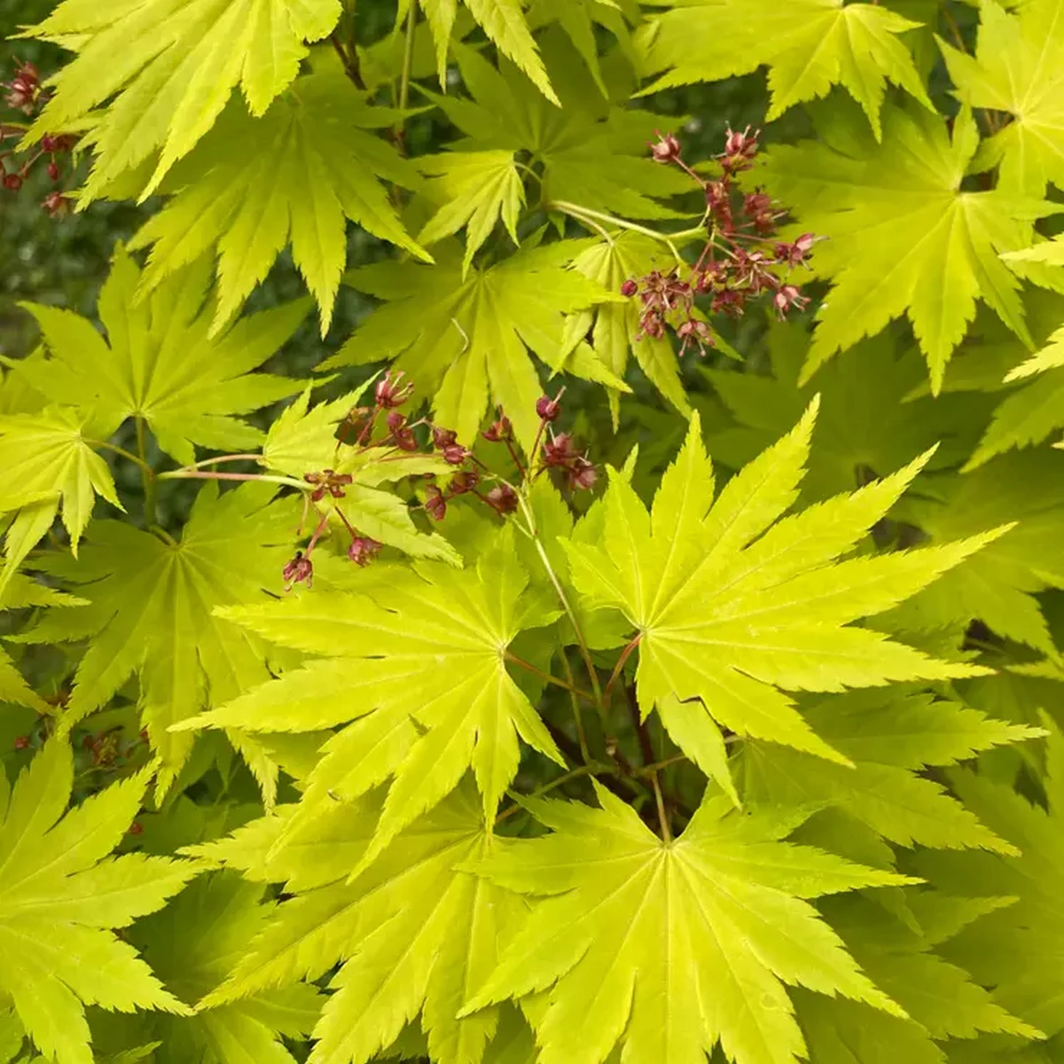 ACER SHIRASAWANUM JORDAN W3.jpg-min