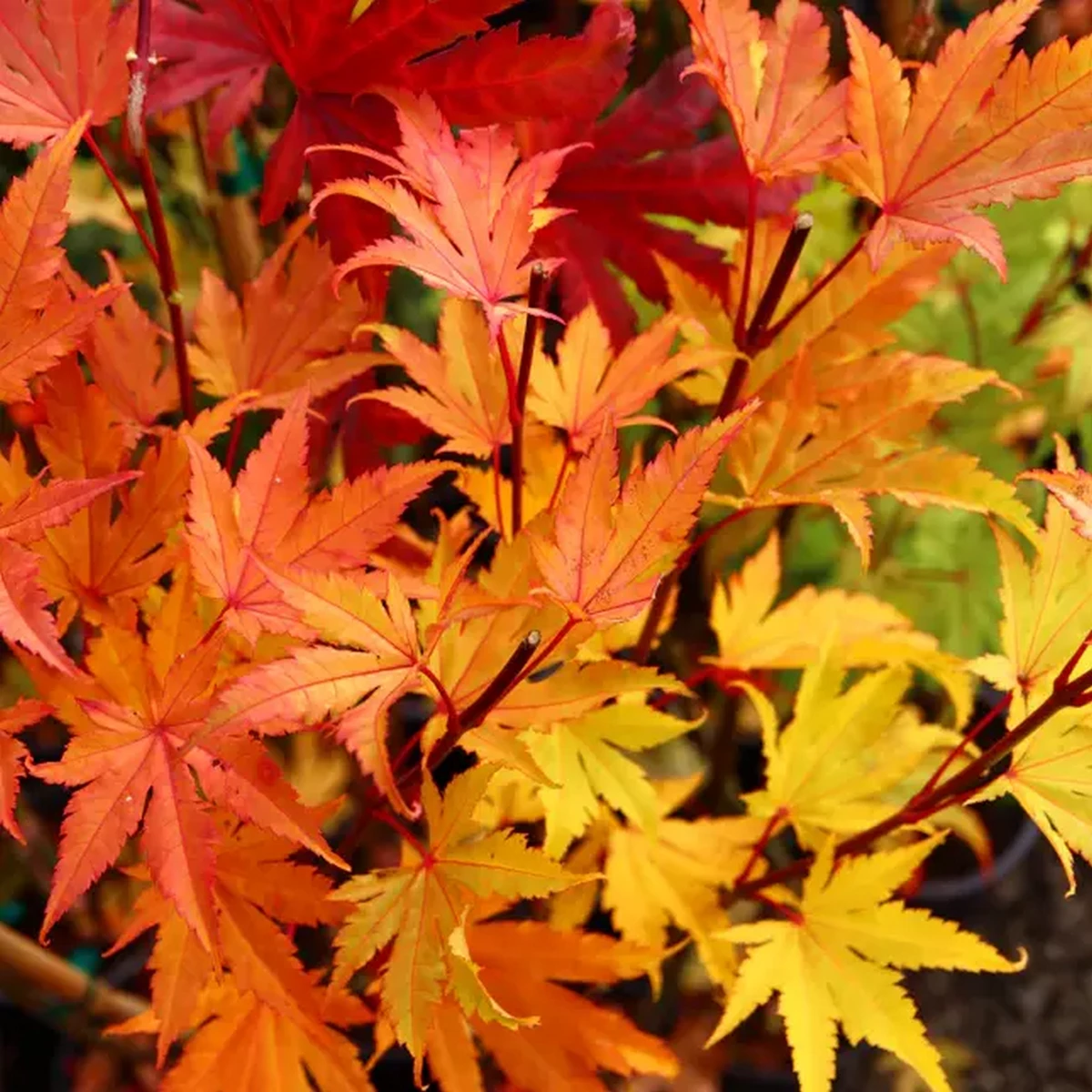 ACER SHIRASAWANUM JORDAN W4.jpg-min