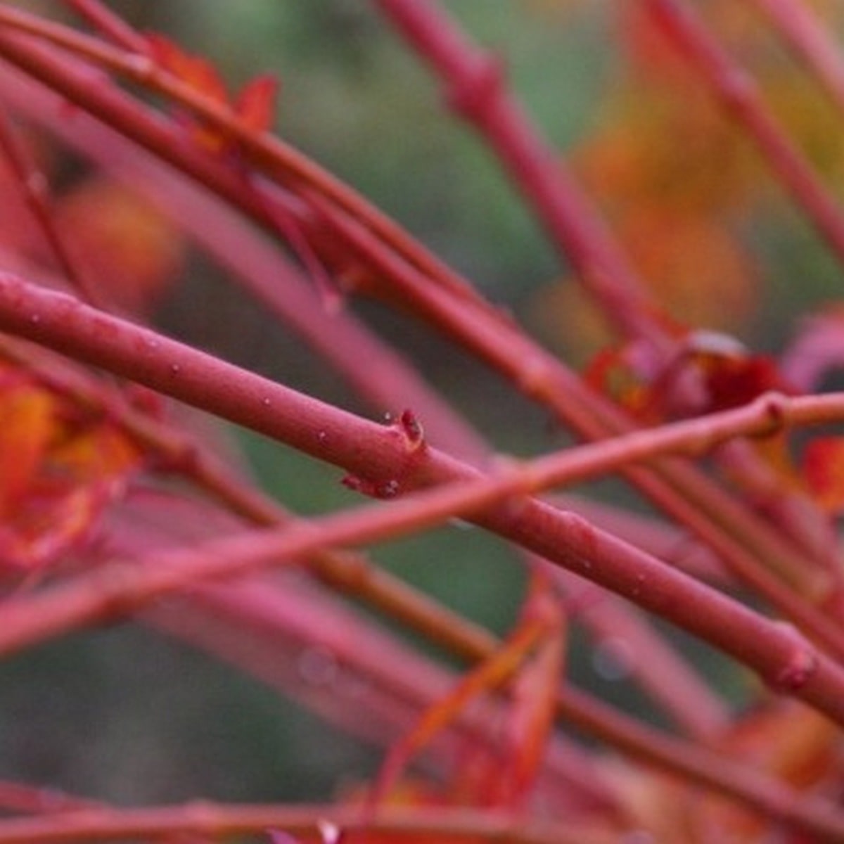 ACER PALMATUM SHIN NYO W-min