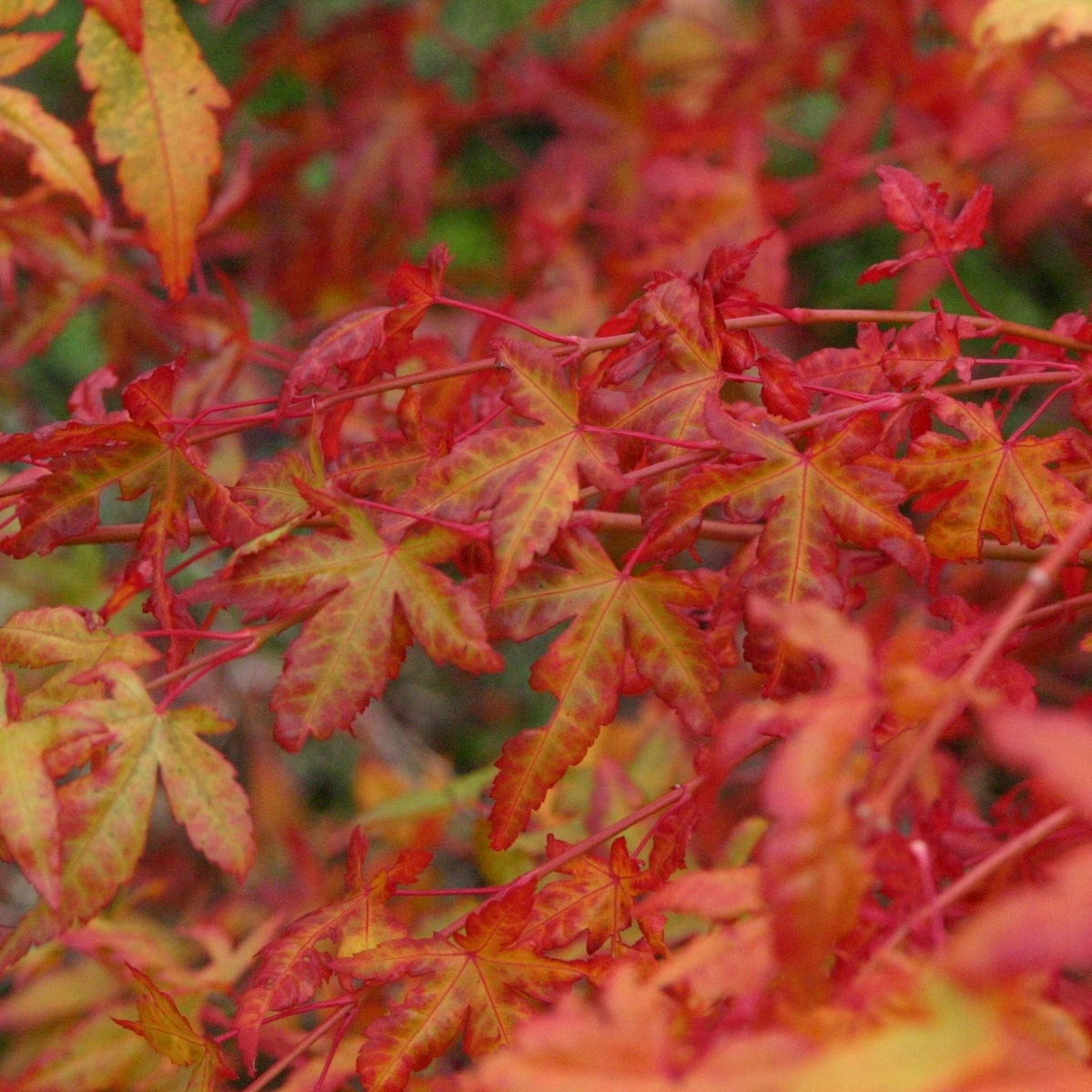 ACER PALMATUM SHIN NYO W3-min
