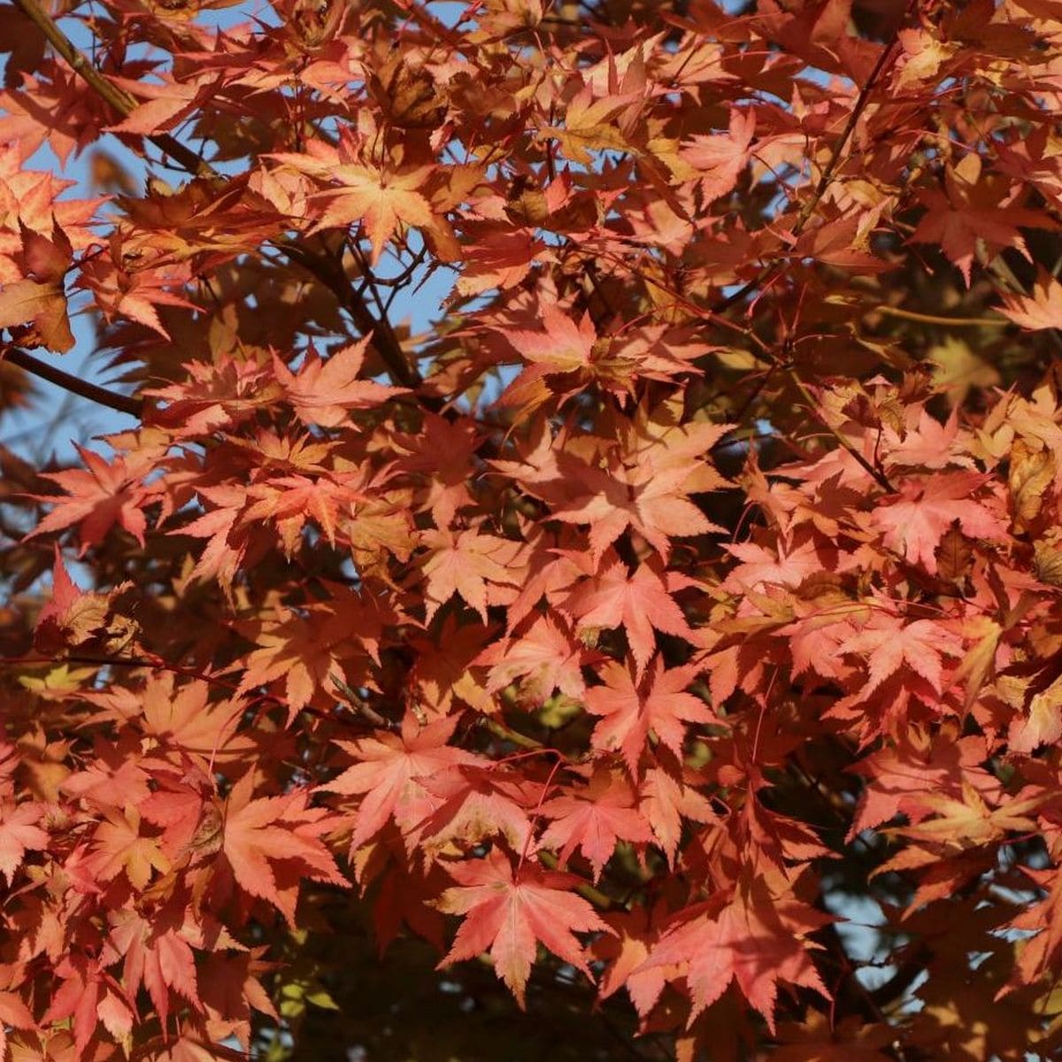 ACER PALMATUM SUMMER GOLD W3-min