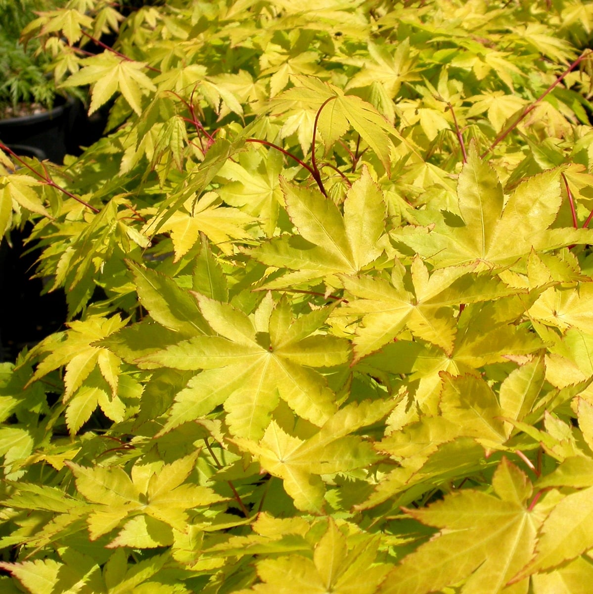 ACER PALMATUM SUMMER GOLD W-min