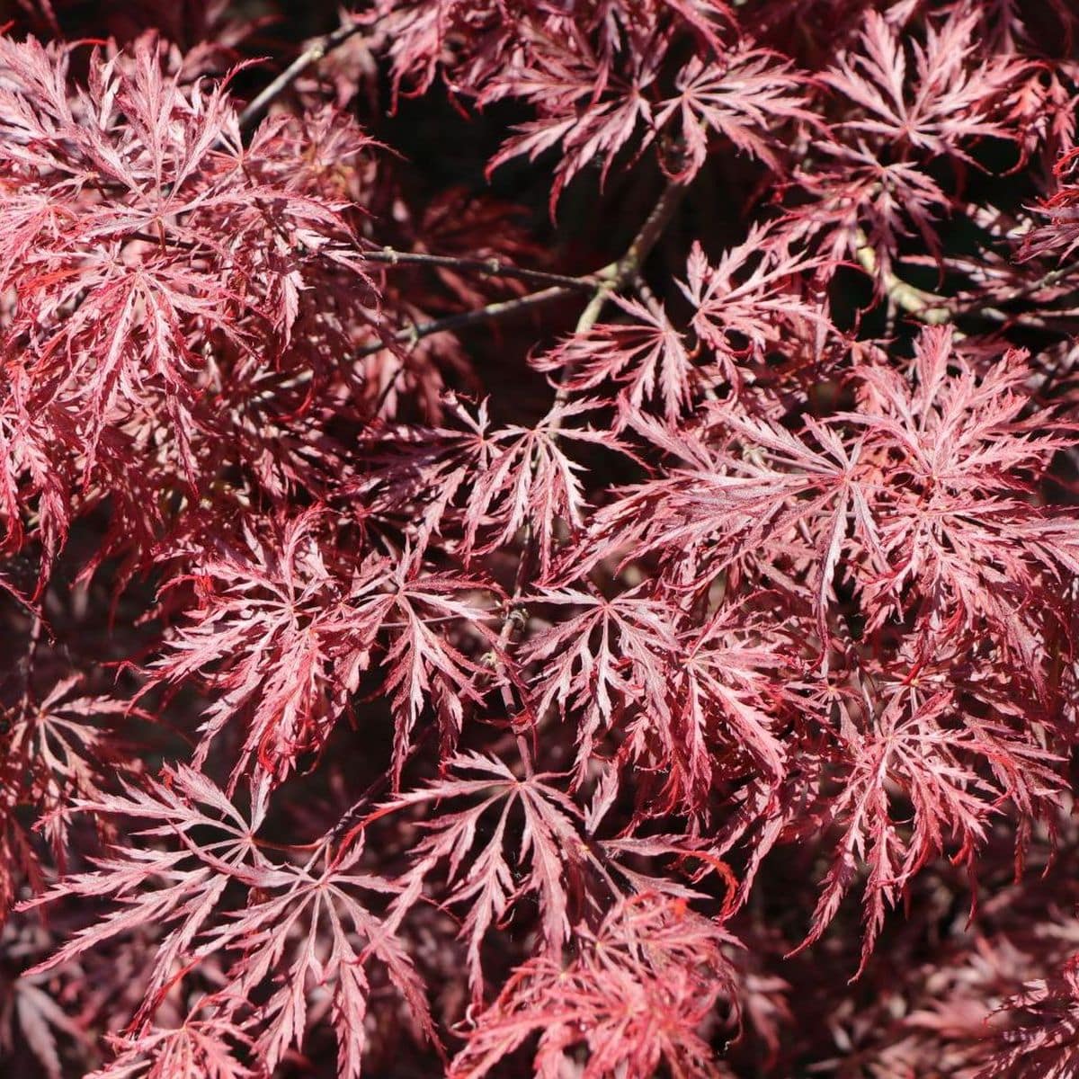 ACER PALMATUM GARNET W3-min