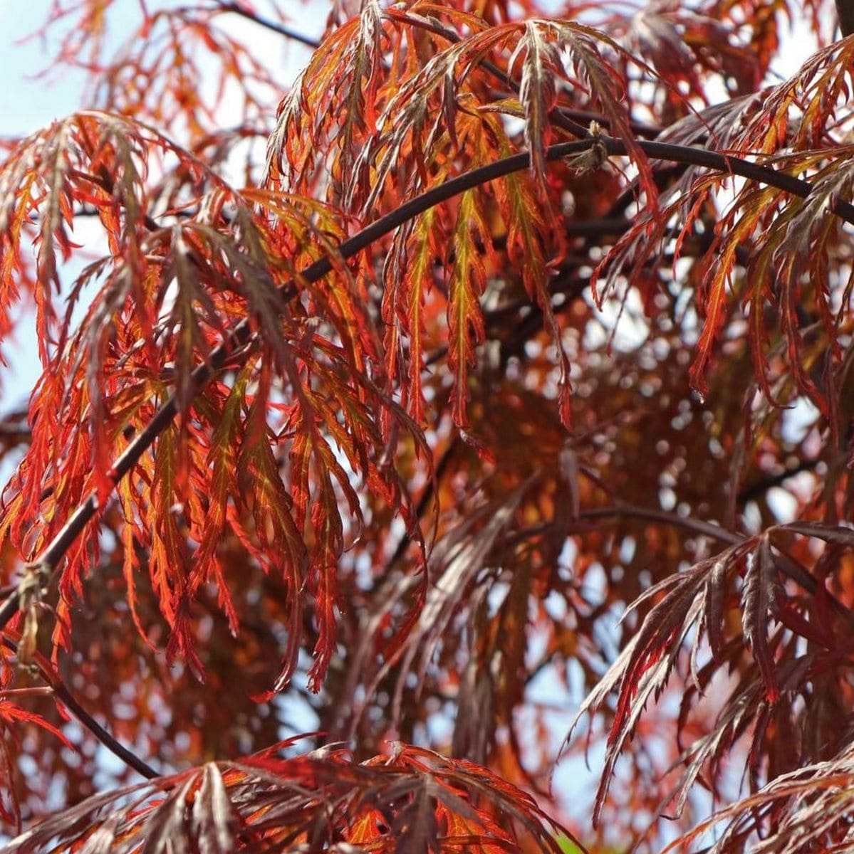 ACER PALMATUM GARNET W4-min