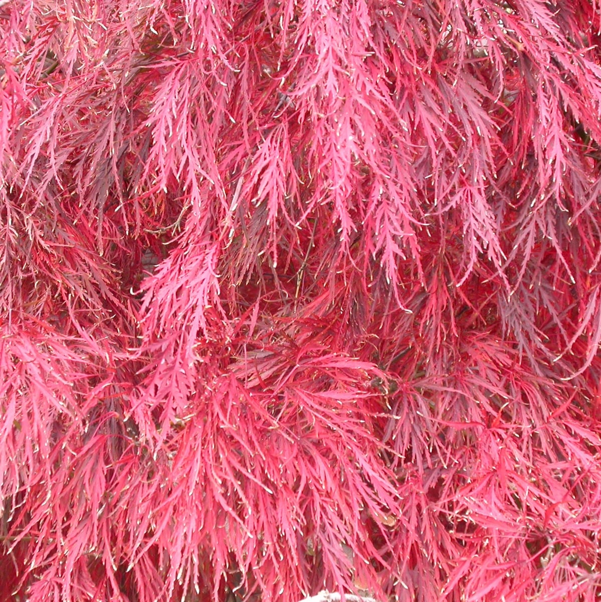 ACER PALMATUM GARNET W-min