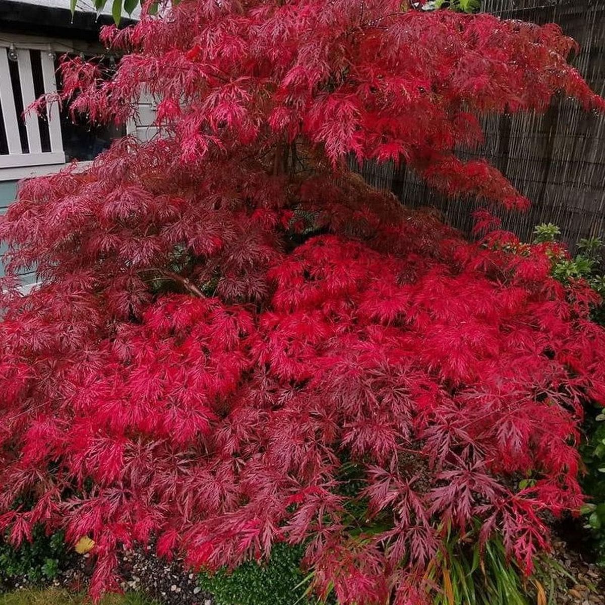 ACER PALMATUM GARNET W2-min