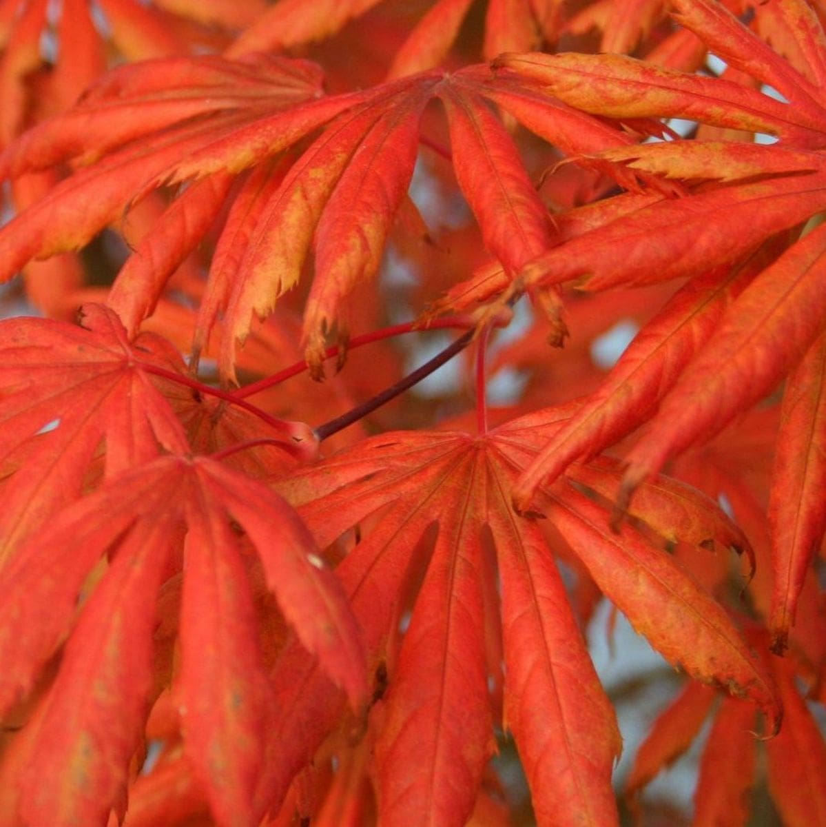 ACER PALMATUM TROMPENBURG W2-min