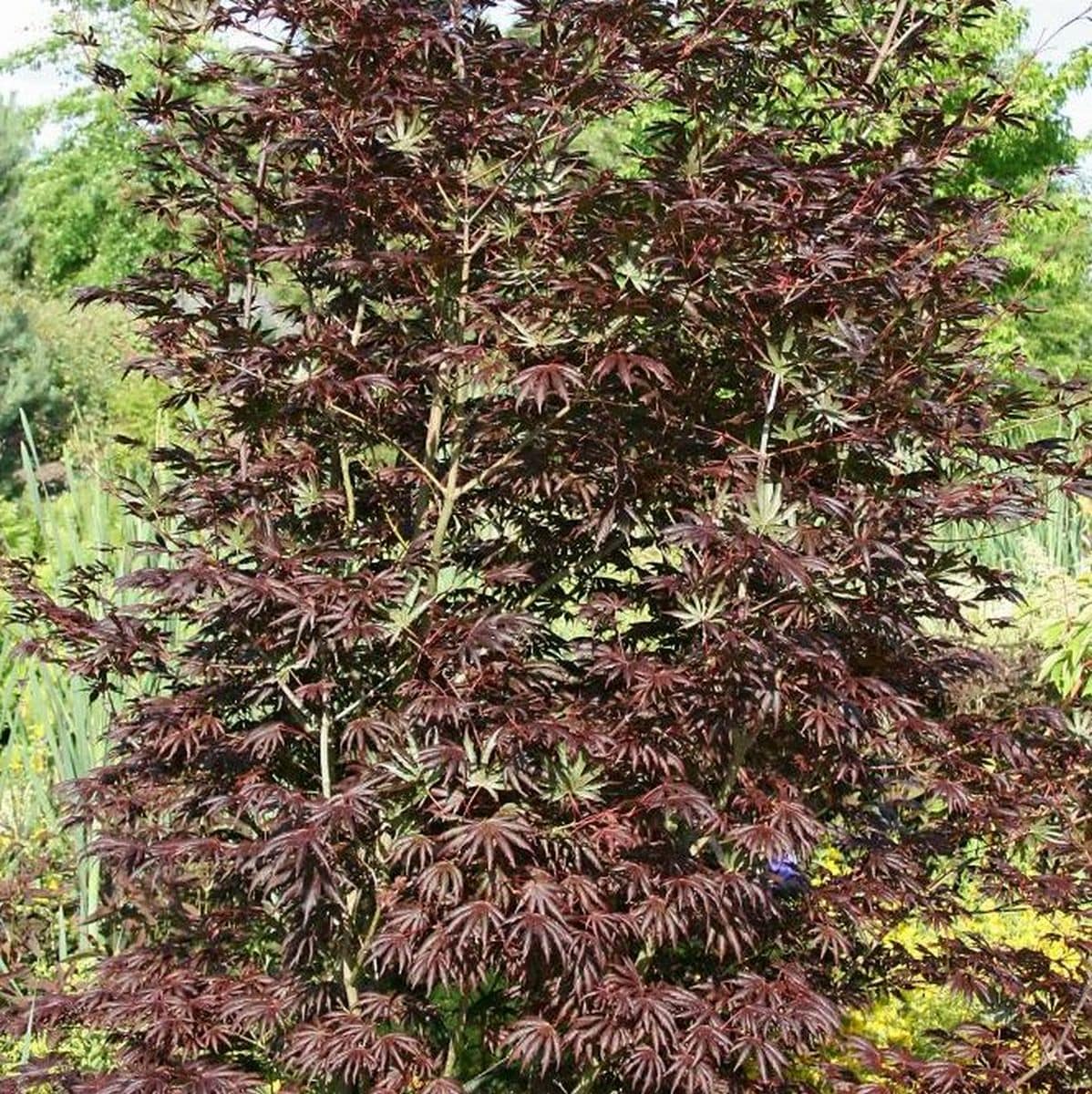 ACER PALMATUM TROMPENBURG W4-min