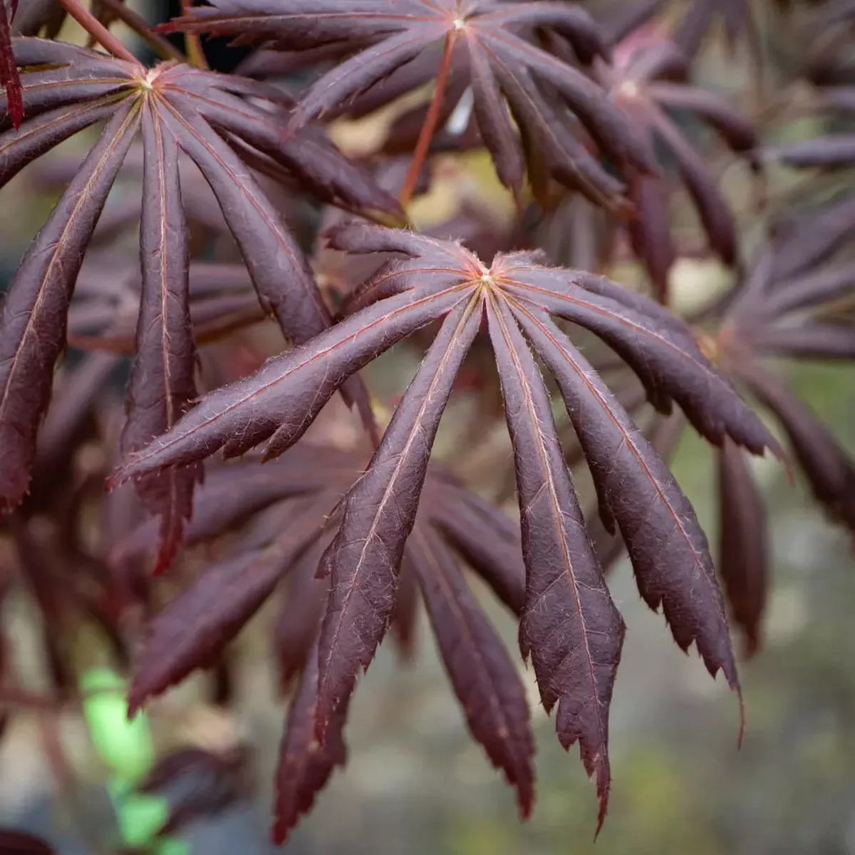 ACER PALMATUM TROMPENBURG W.jpg-min