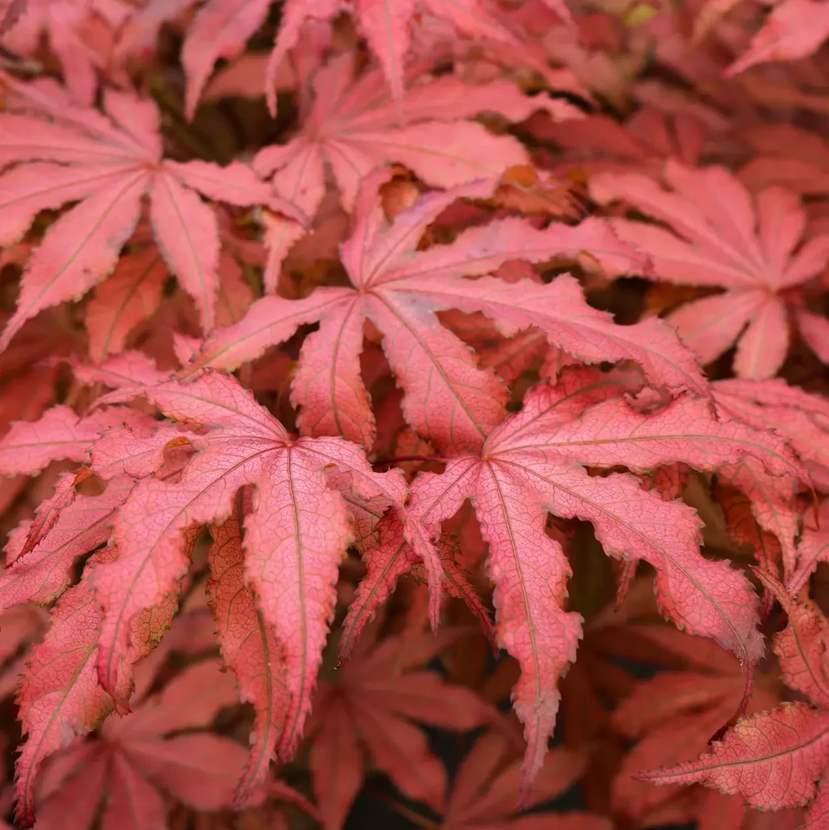 ACER PALMATUM  AMAGI SHIGURE W3.jpg-min