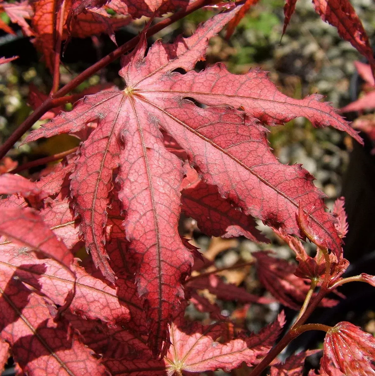 ACER PALMATUM  AMAGI SHIGURE W4.jpg-min