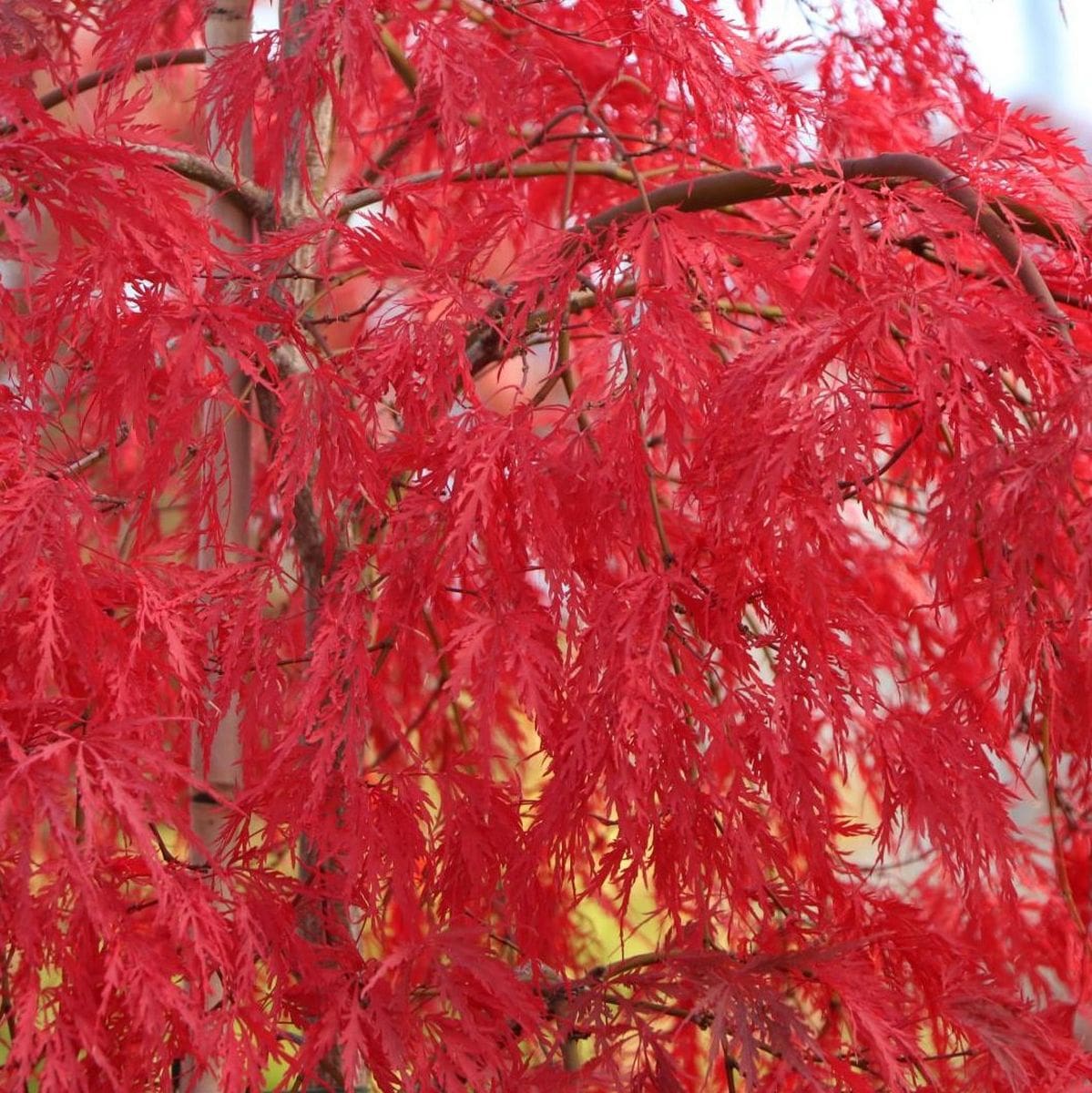 ACER PALMATUM  INABA SHIDARE W2-min