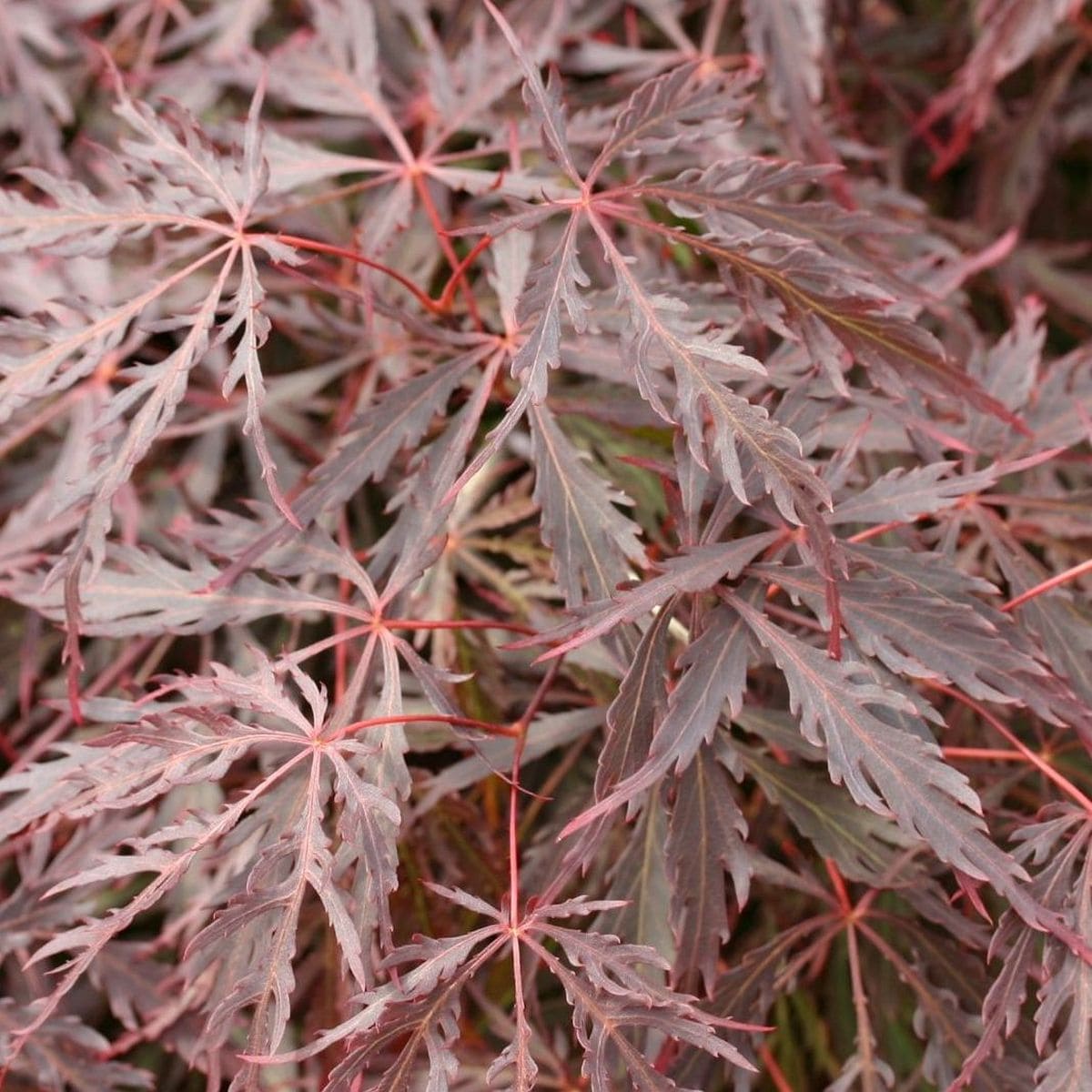 ACER PALMATUM  INABA SHIDARE W4-min