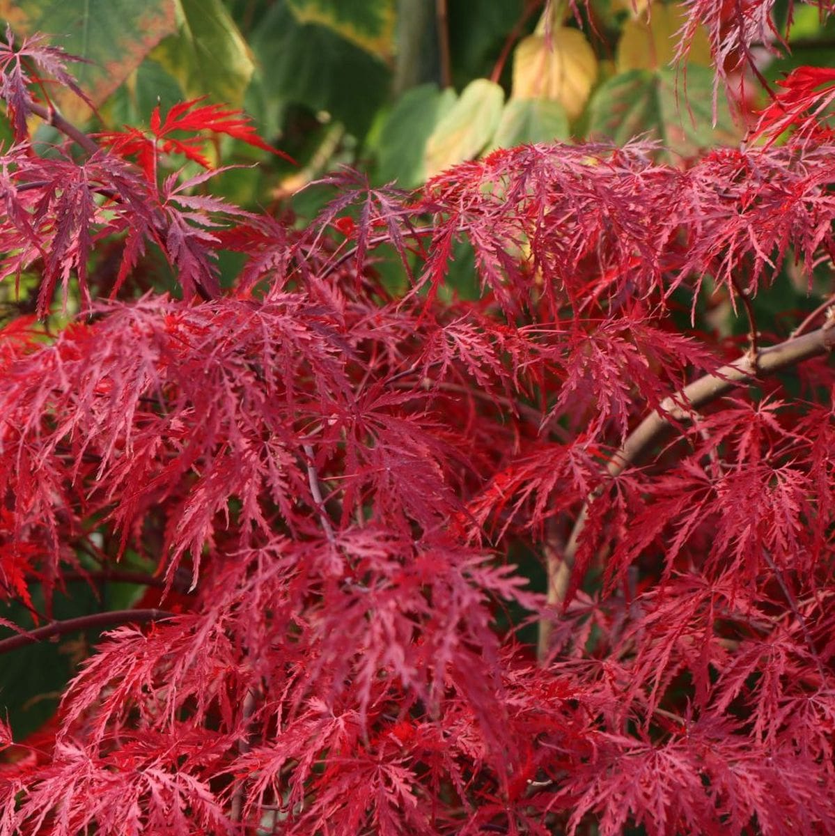 ACER PALMATUM  INABA SHIDARE W5-min